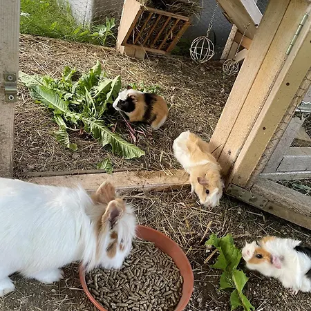 Lejlighed Knappenhof