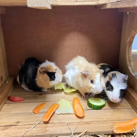 Lejlighed Knappenhof Rappottenstein