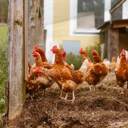 Knappenhof * Rappottenstein