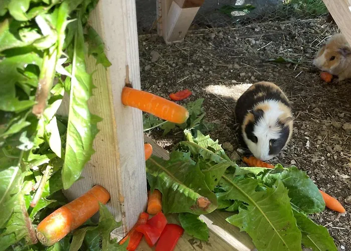 Appartamento Knappenhof Rappottenstein