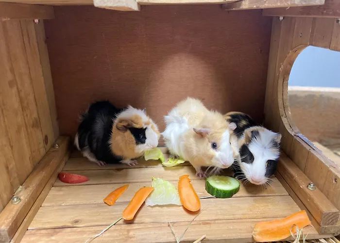 Appartamento Knappenhof Rappottenstein