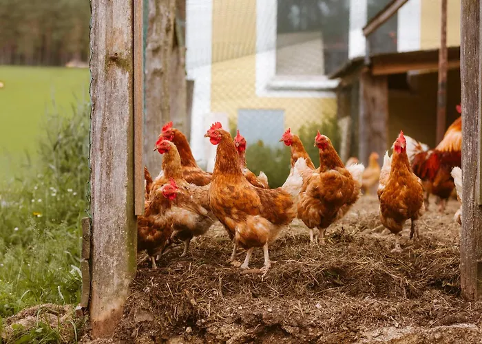 Knappenhof * Rappottenstein