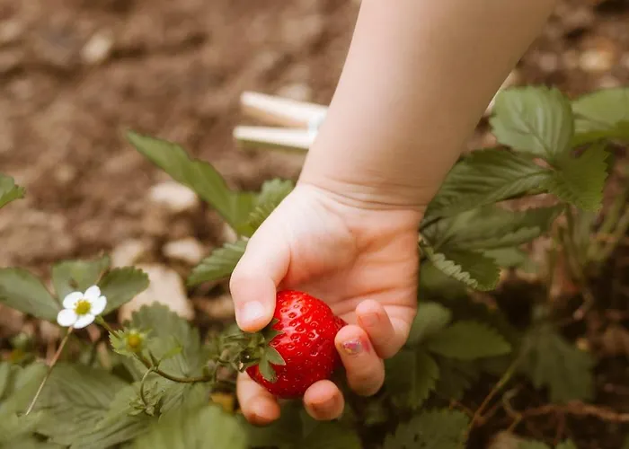 Knappenhof * Rappottenstein